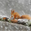 Red squirrel (Sciurus vulgaris) adult on log in woodland in snow, Scotland, February